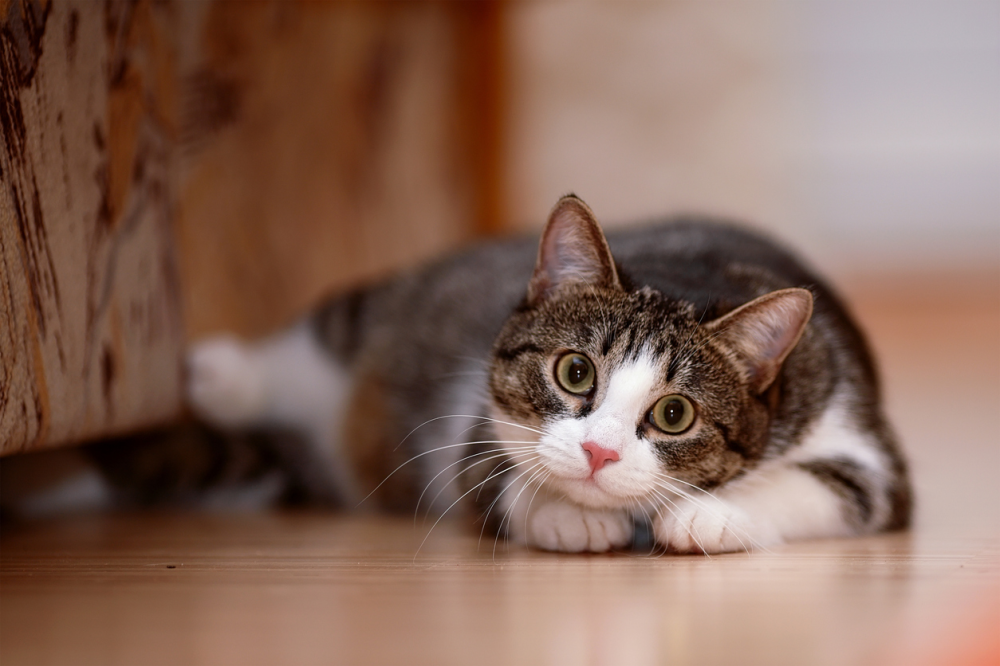 Frågor och svar om kattförsäkringar
