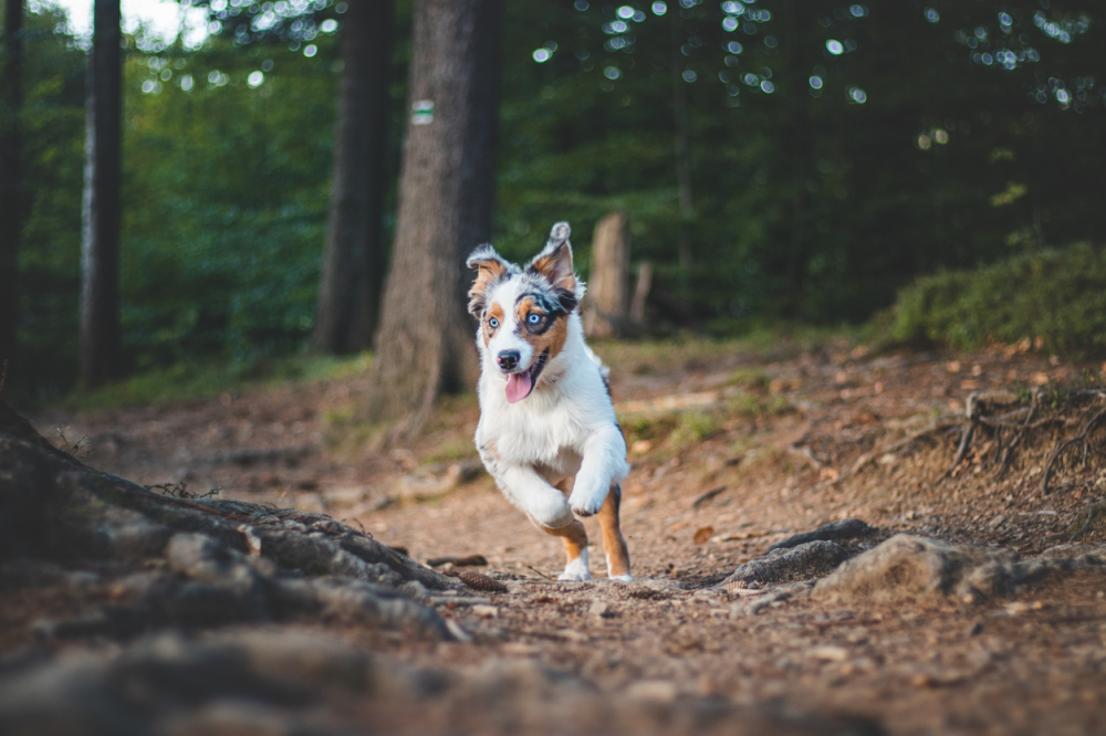 En bra hundförsäkring innehåller veterinärvårdsförsäkring